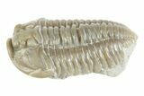 Prone Flexicalymene Trilobite - Mt Orab, Ohio #380323-1
